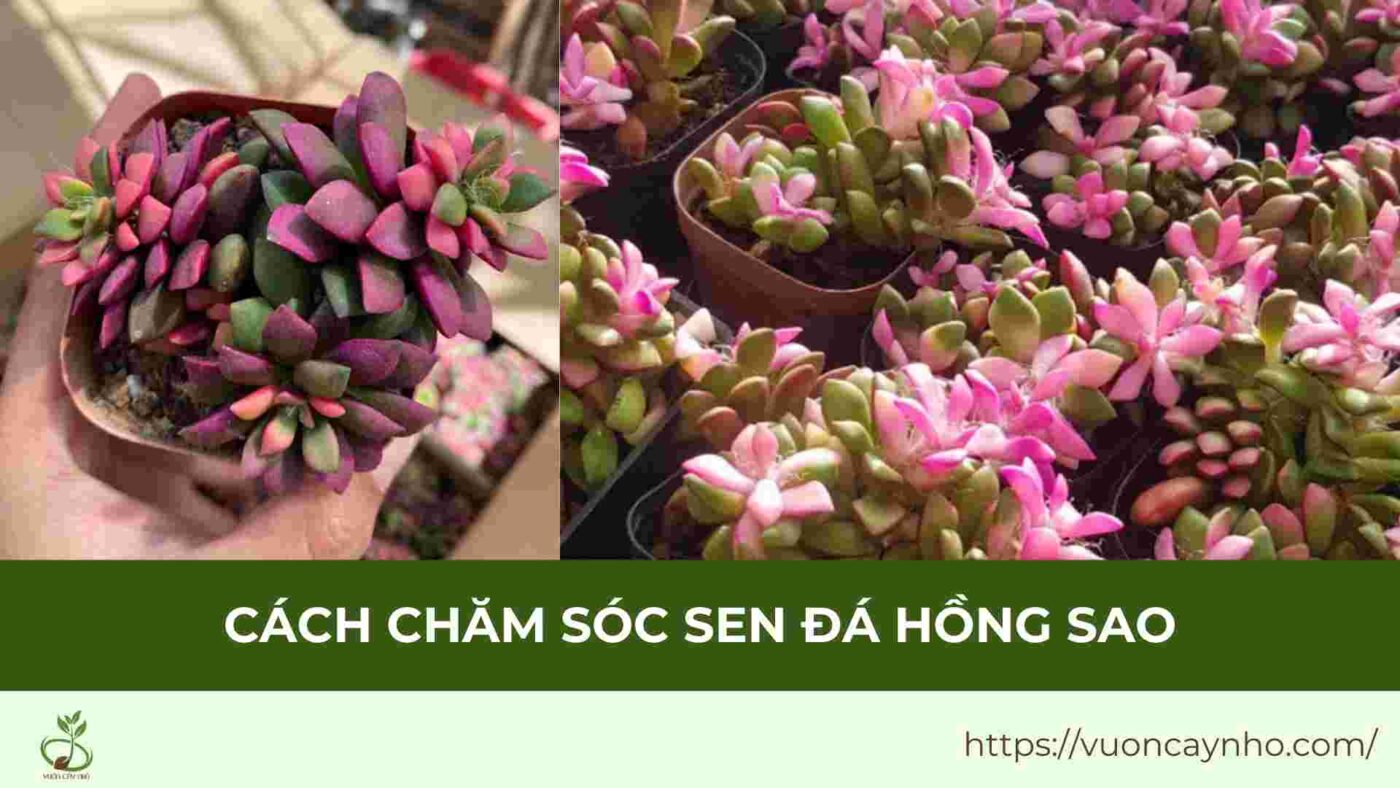 cach cham soc sen da hong sao