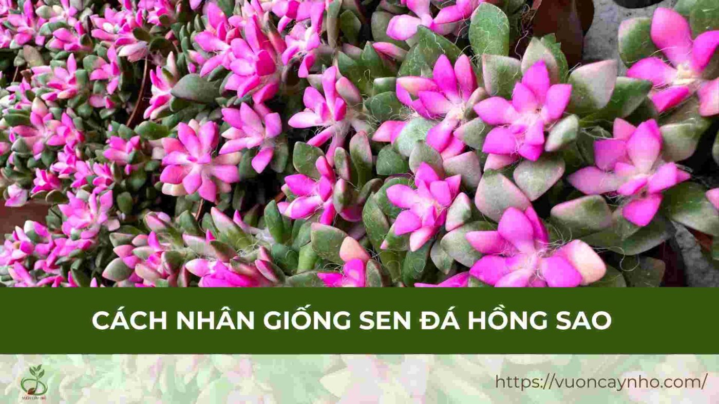 cach nhan giong sen da hong sao