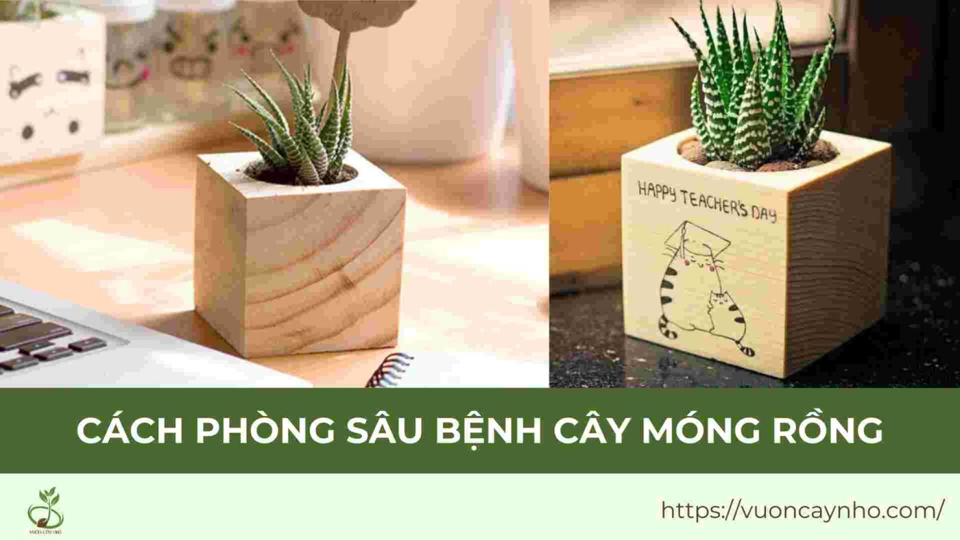 cach phong sau benh cho cay canh mong rong