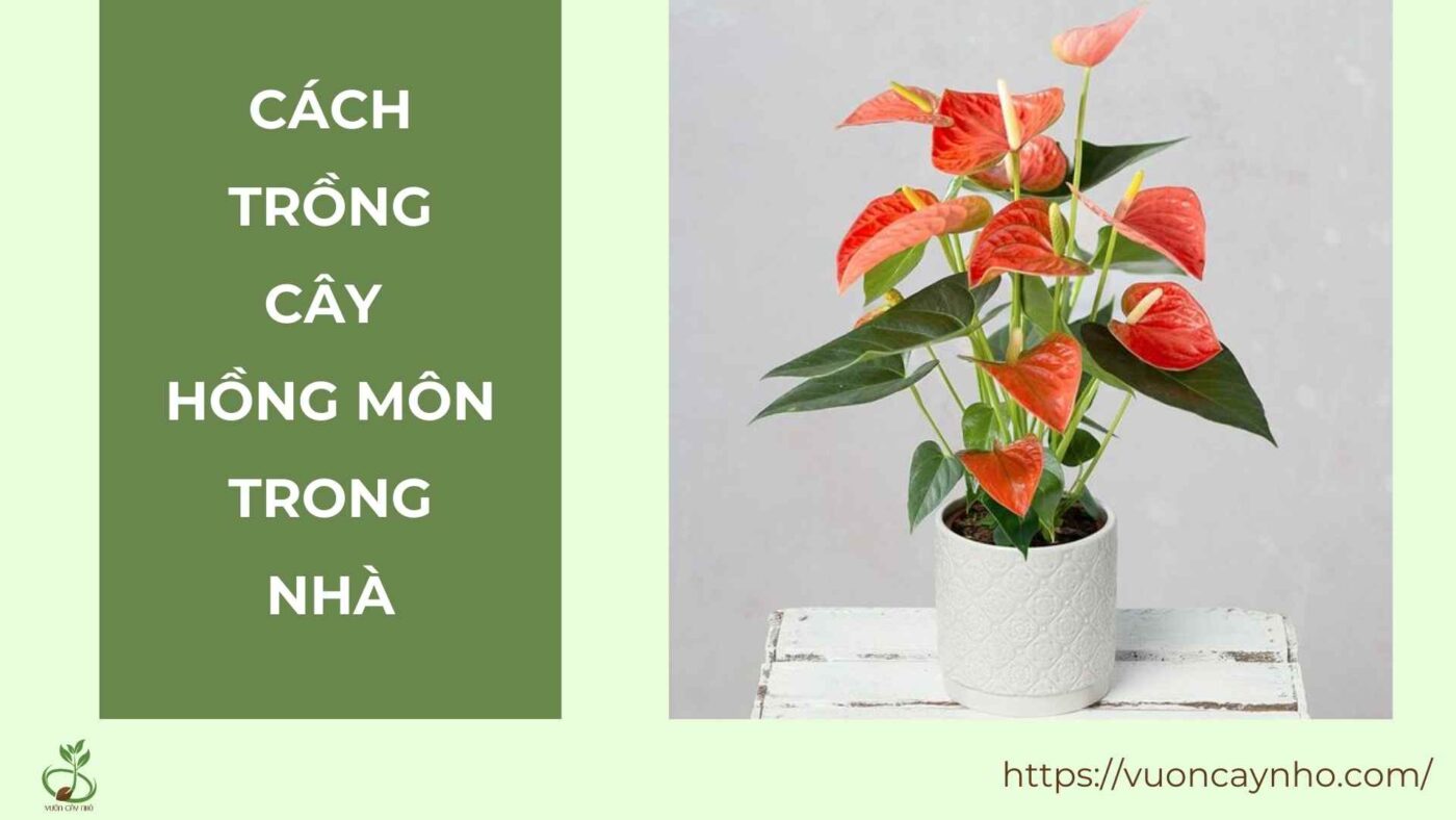 cach trong cay hong mon trong nha​