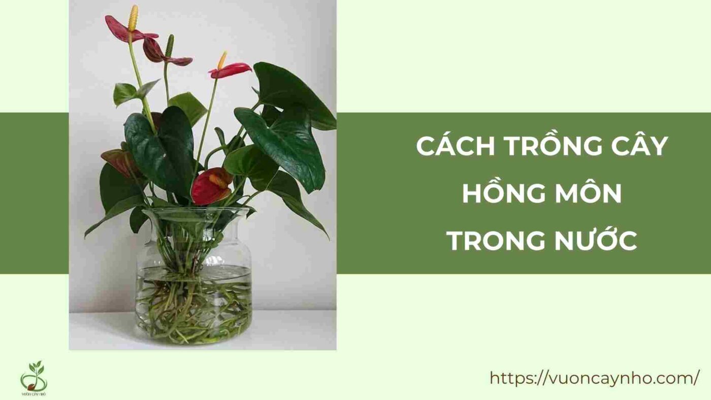 cach trong cay hong mon trong nuoc