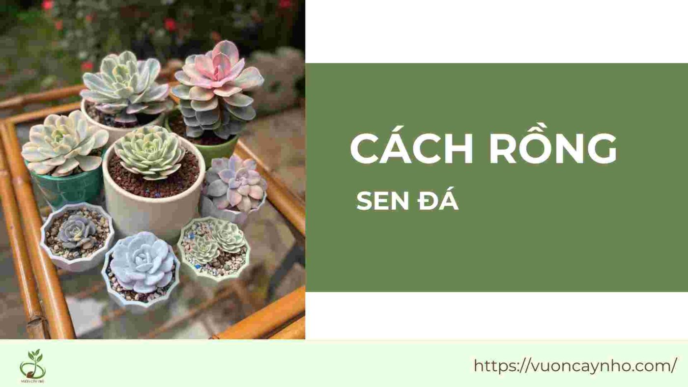 cach rong sen da