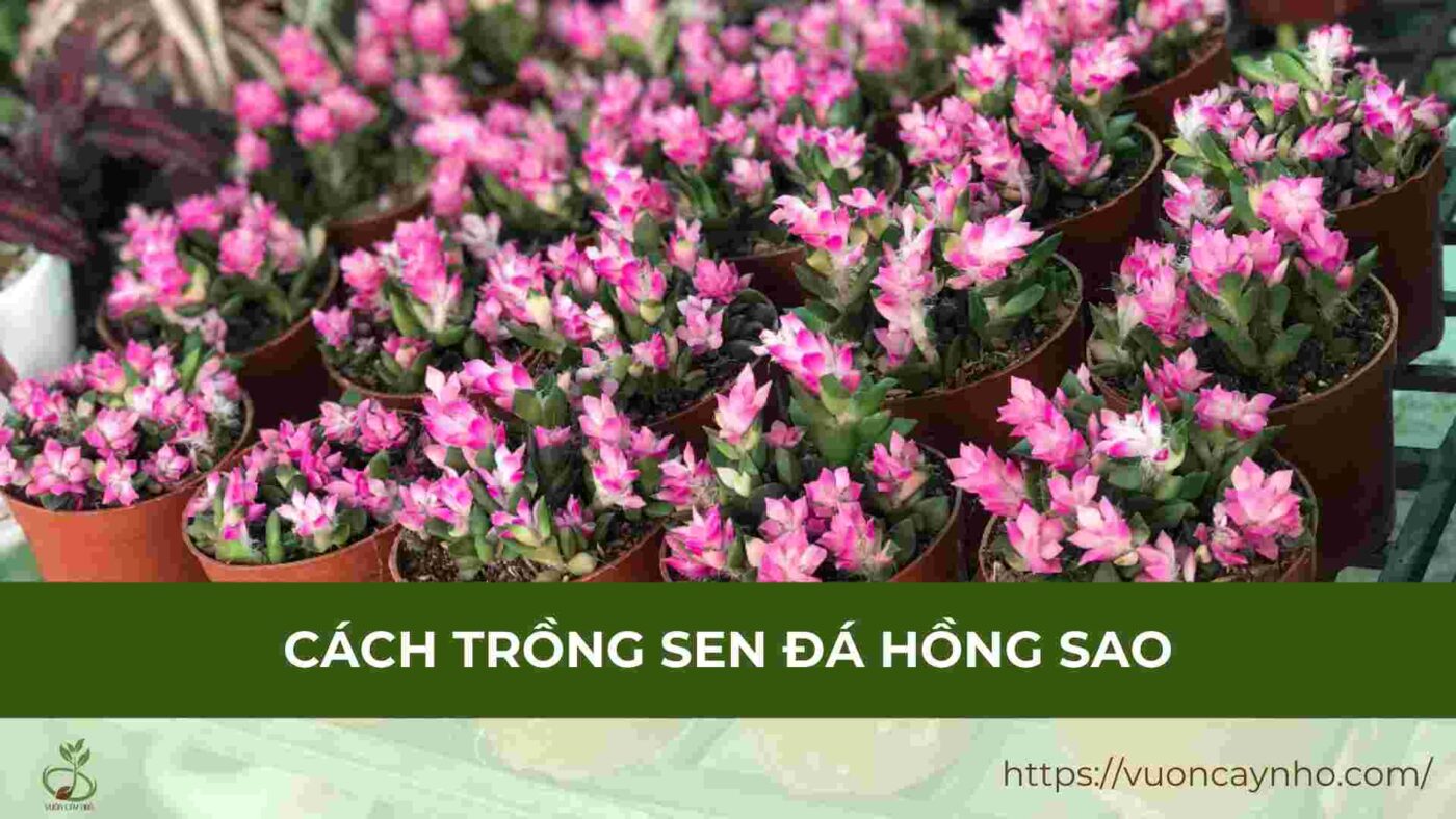 cach trong sen da hong sao