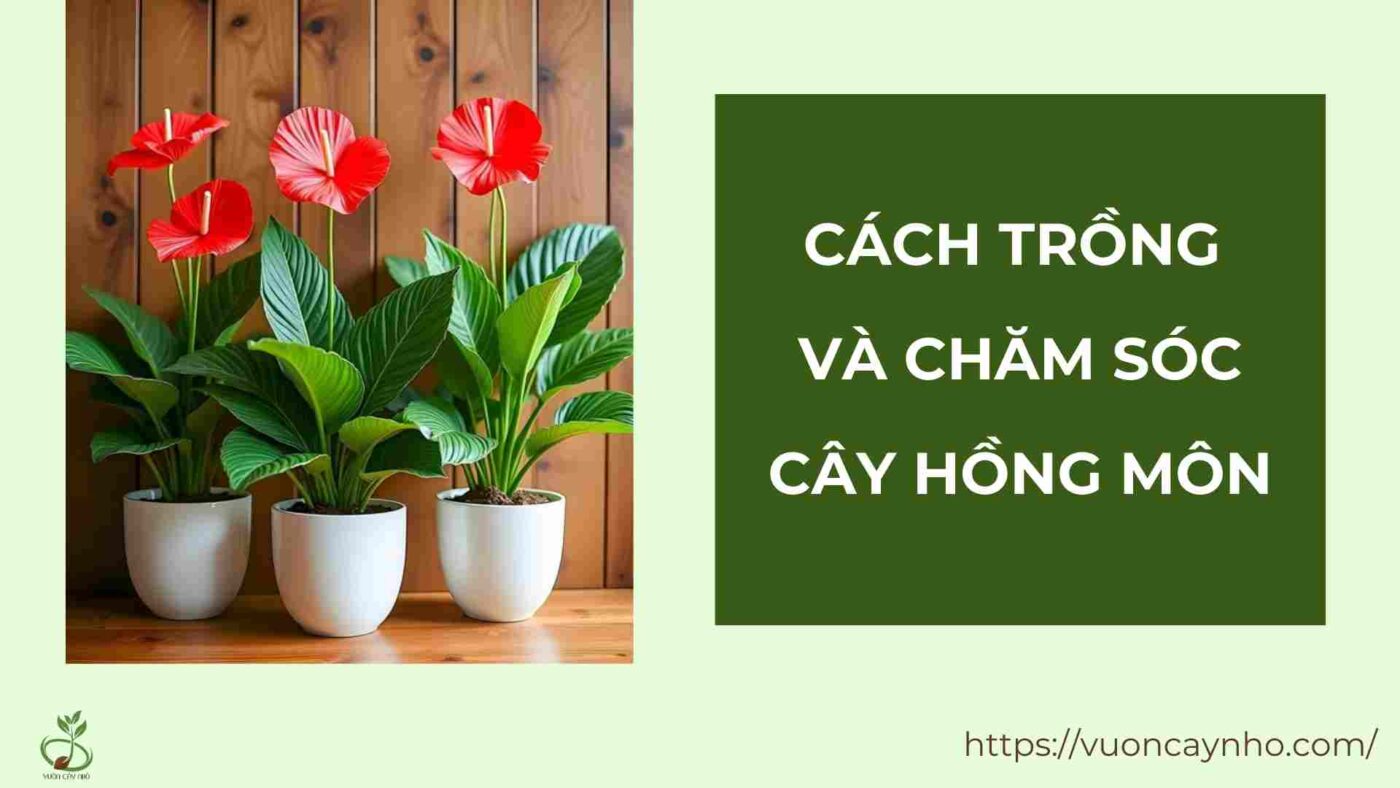 cach trong va cham soc hong mon