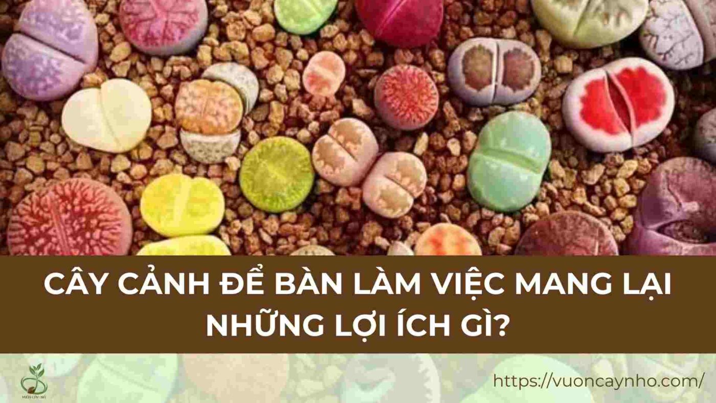 cay canh de ban lam viec mang lai nhung loi ich gi