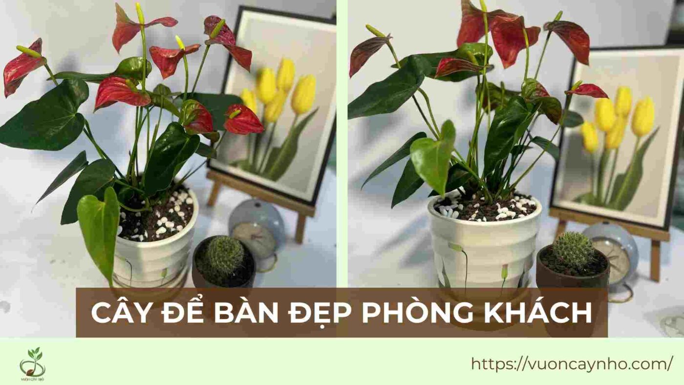 cay de ban dep phong khach