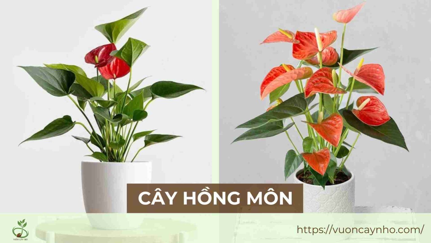 cay hong mon