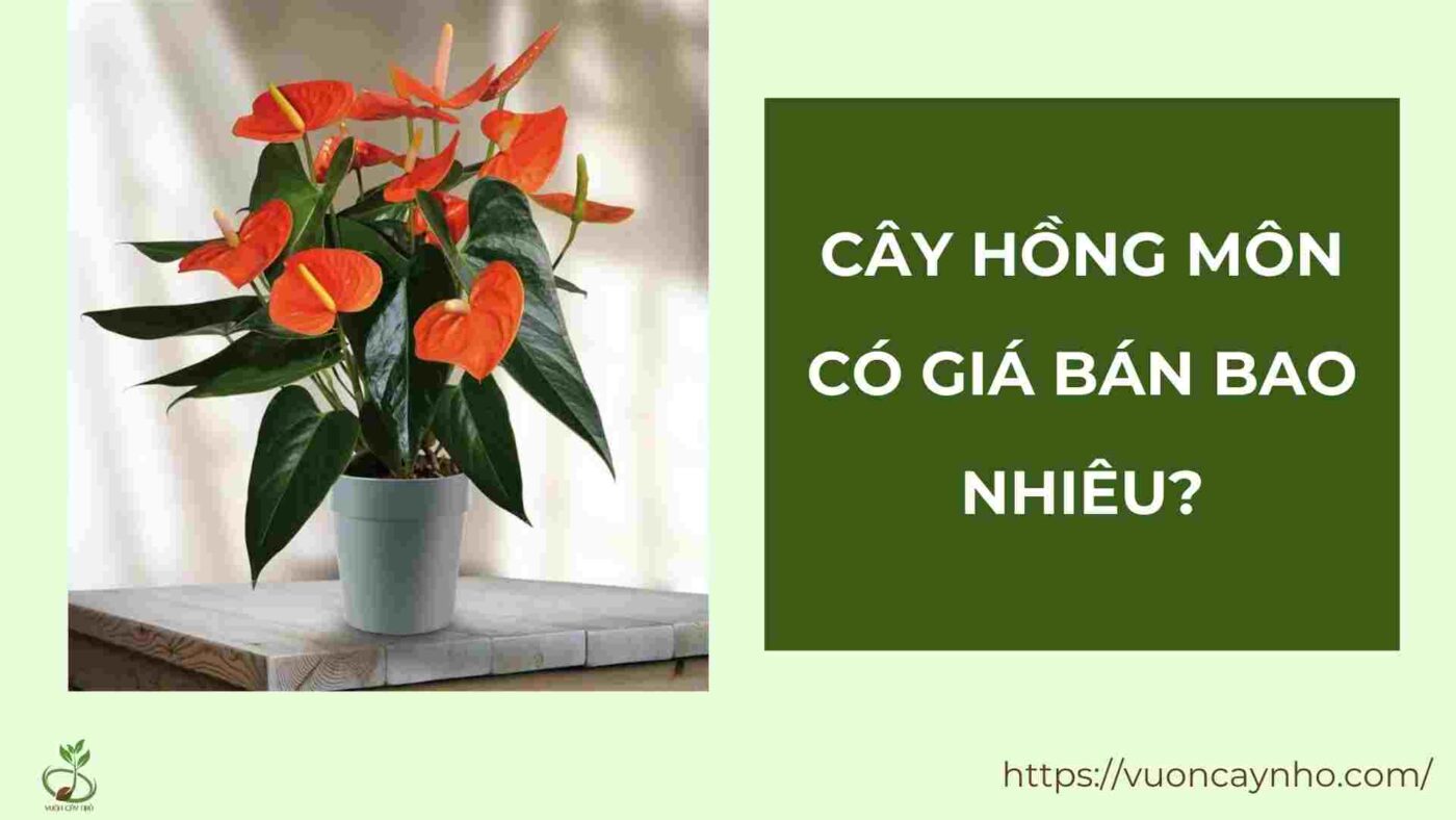 hong mon co gia ban bao nhieu