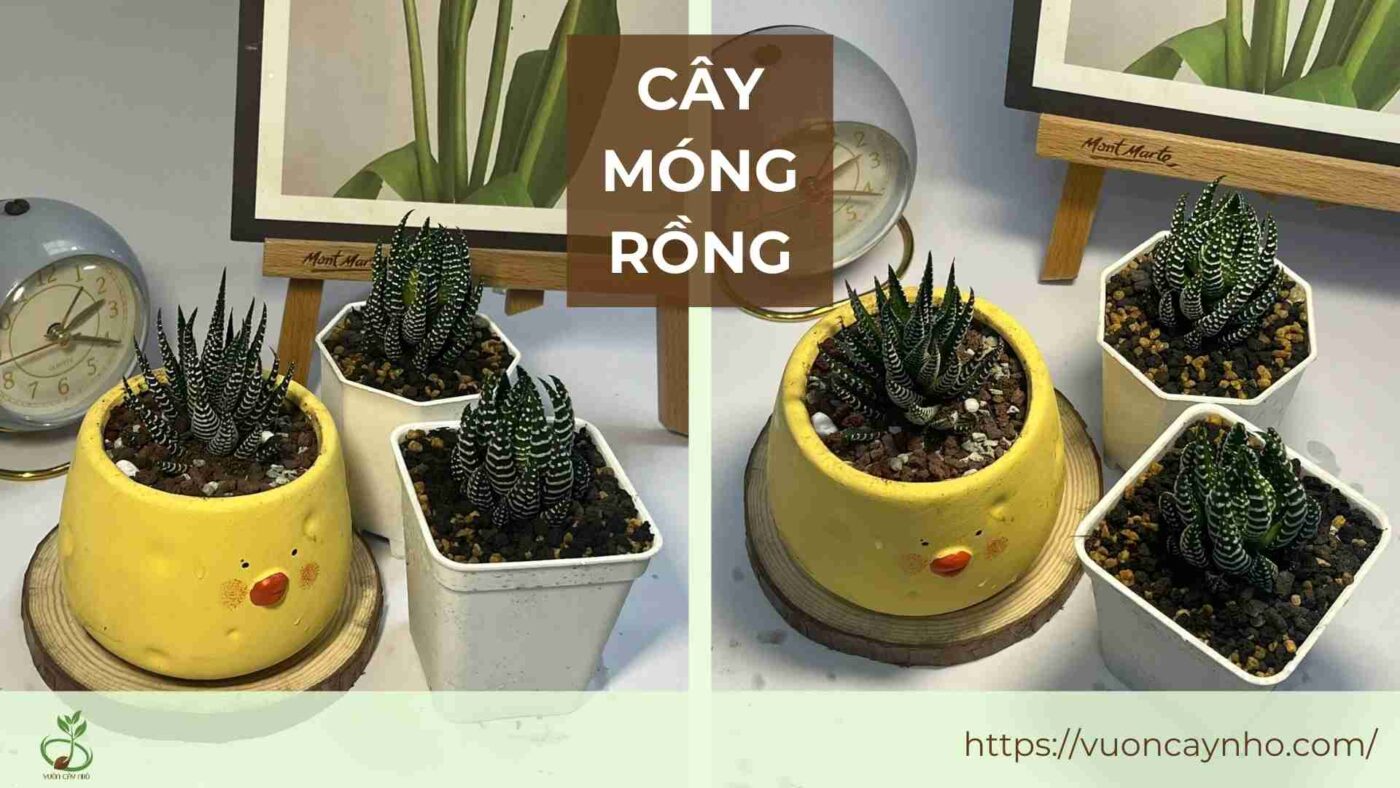 cay mong rong