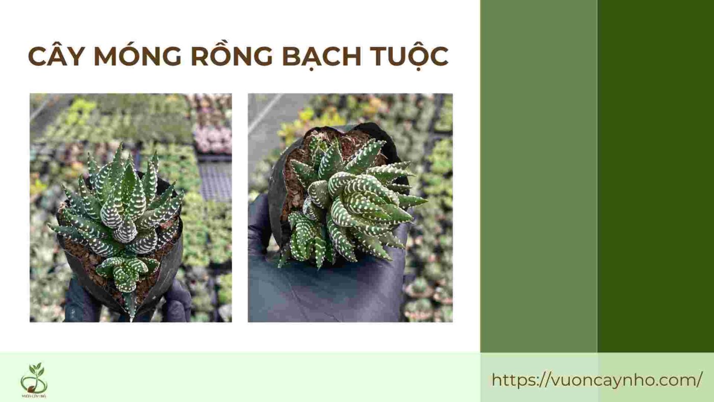 cay mong rong bach tuoc