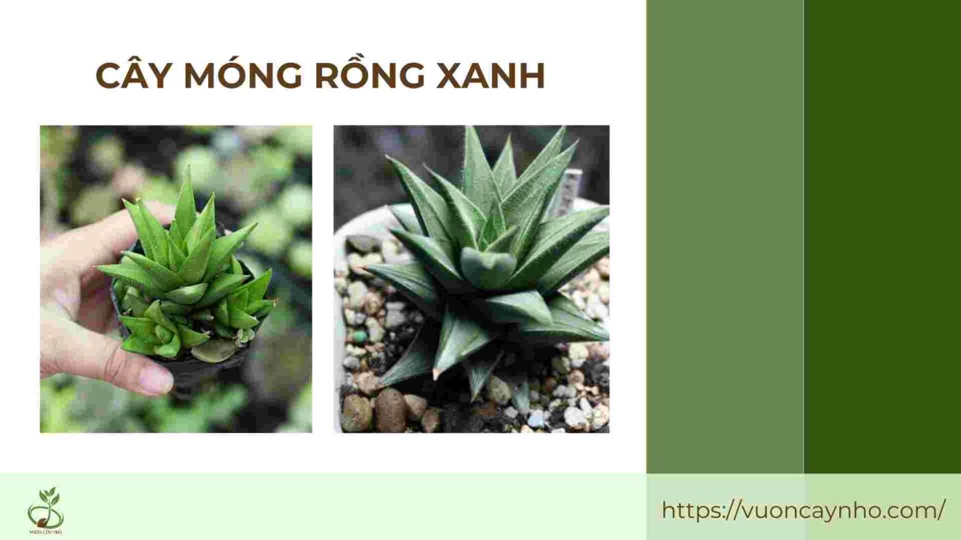 cay mong rong xanh