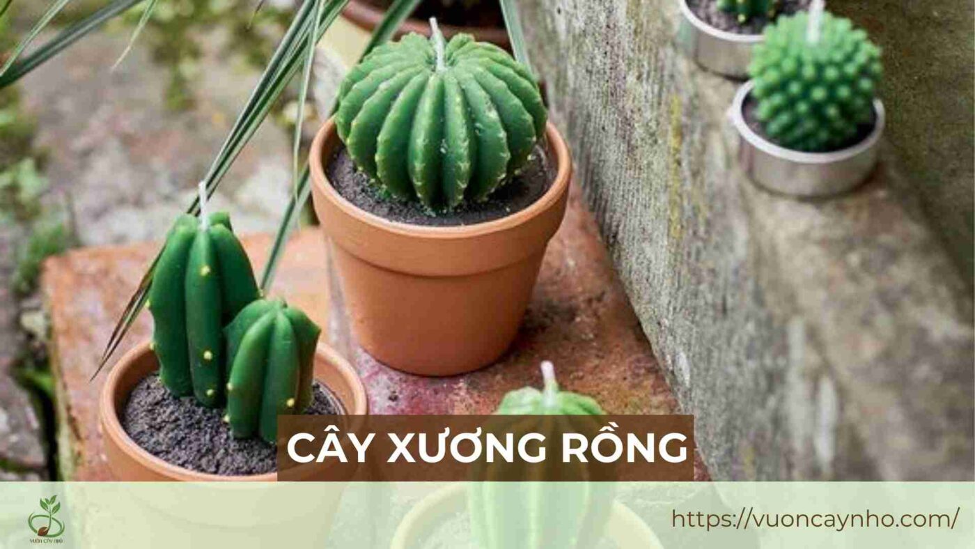 cay xuong rong