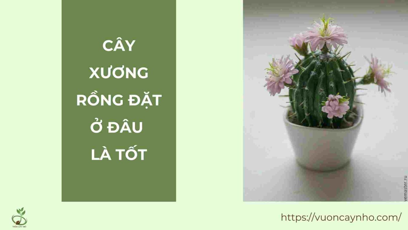 cay xuong rong dat o dau la tot