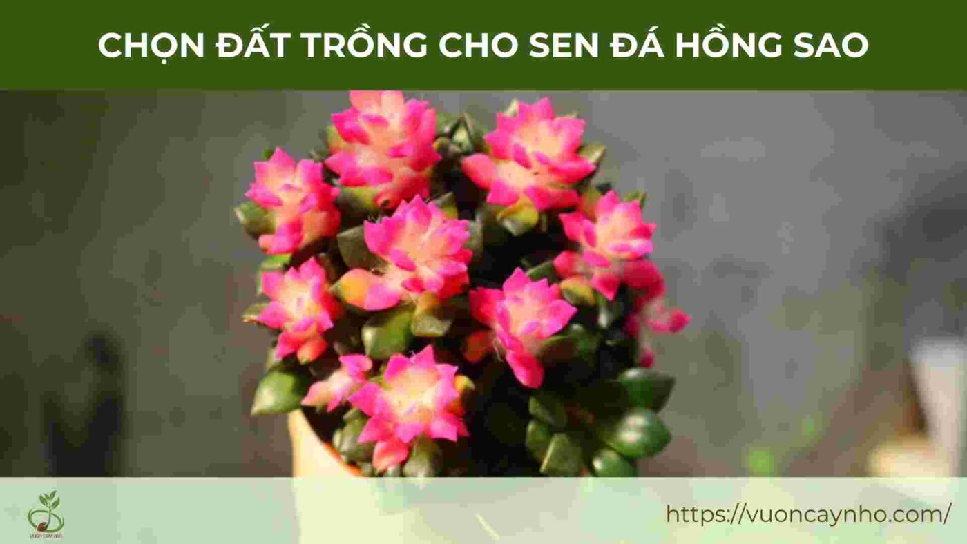 chon dat trong cho sen da hong sao