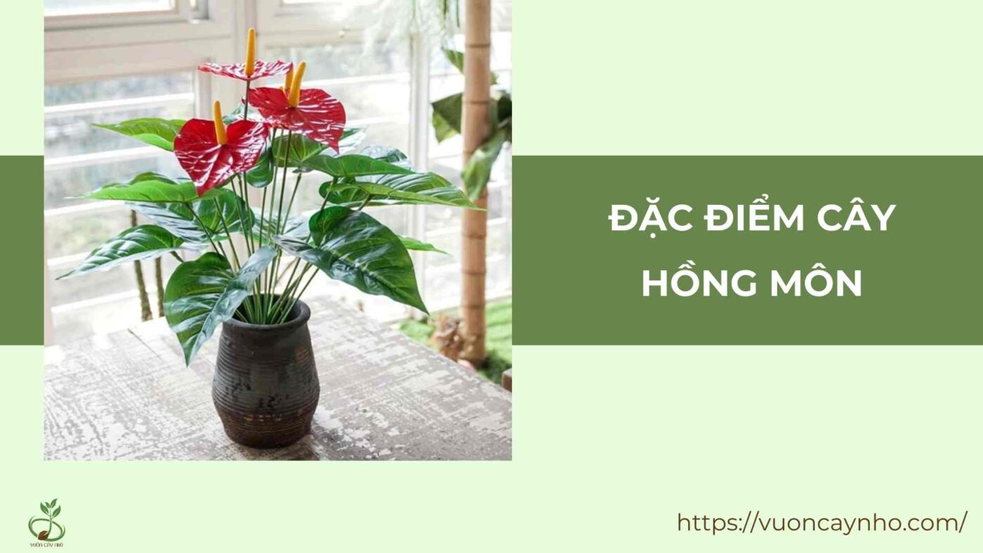 dac diem cay hong mon