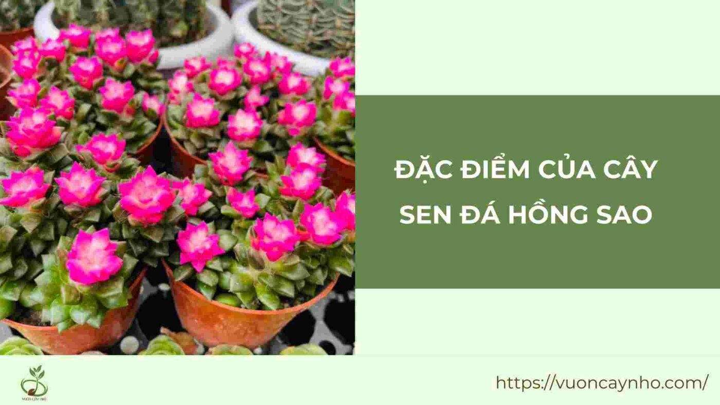 dac diem cua cay sen da hong sao