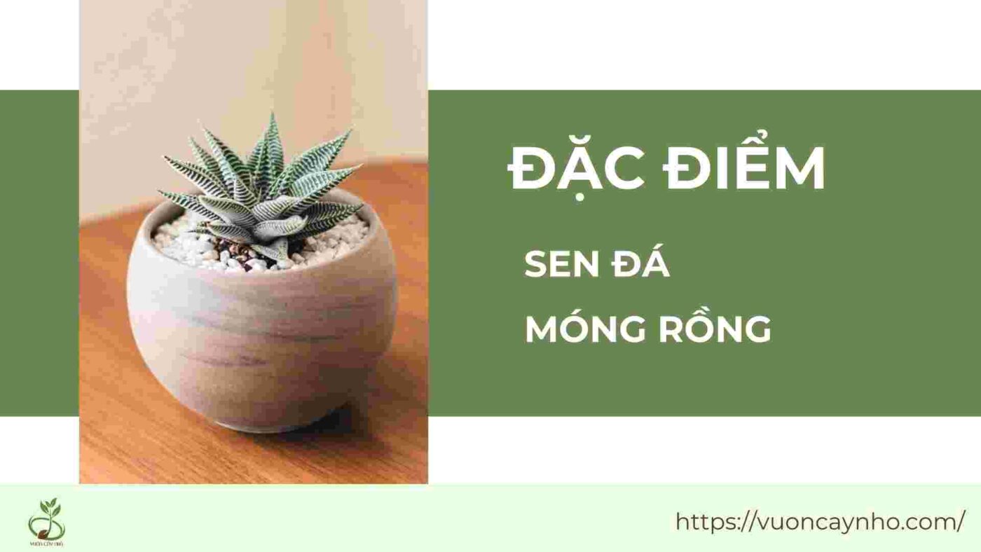 dac diem cua sen da mong rong