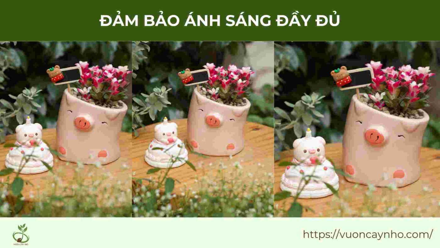 dam bao anh sang day du