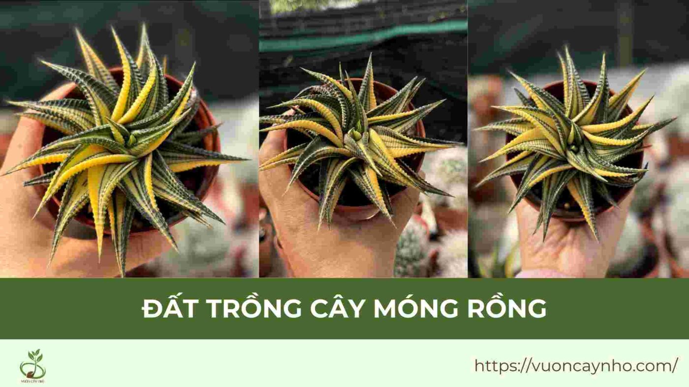 dat trong cay mong rong