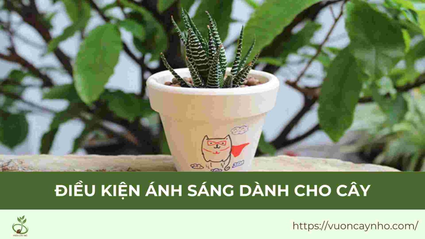 dieu kien anh sang danh cho cay