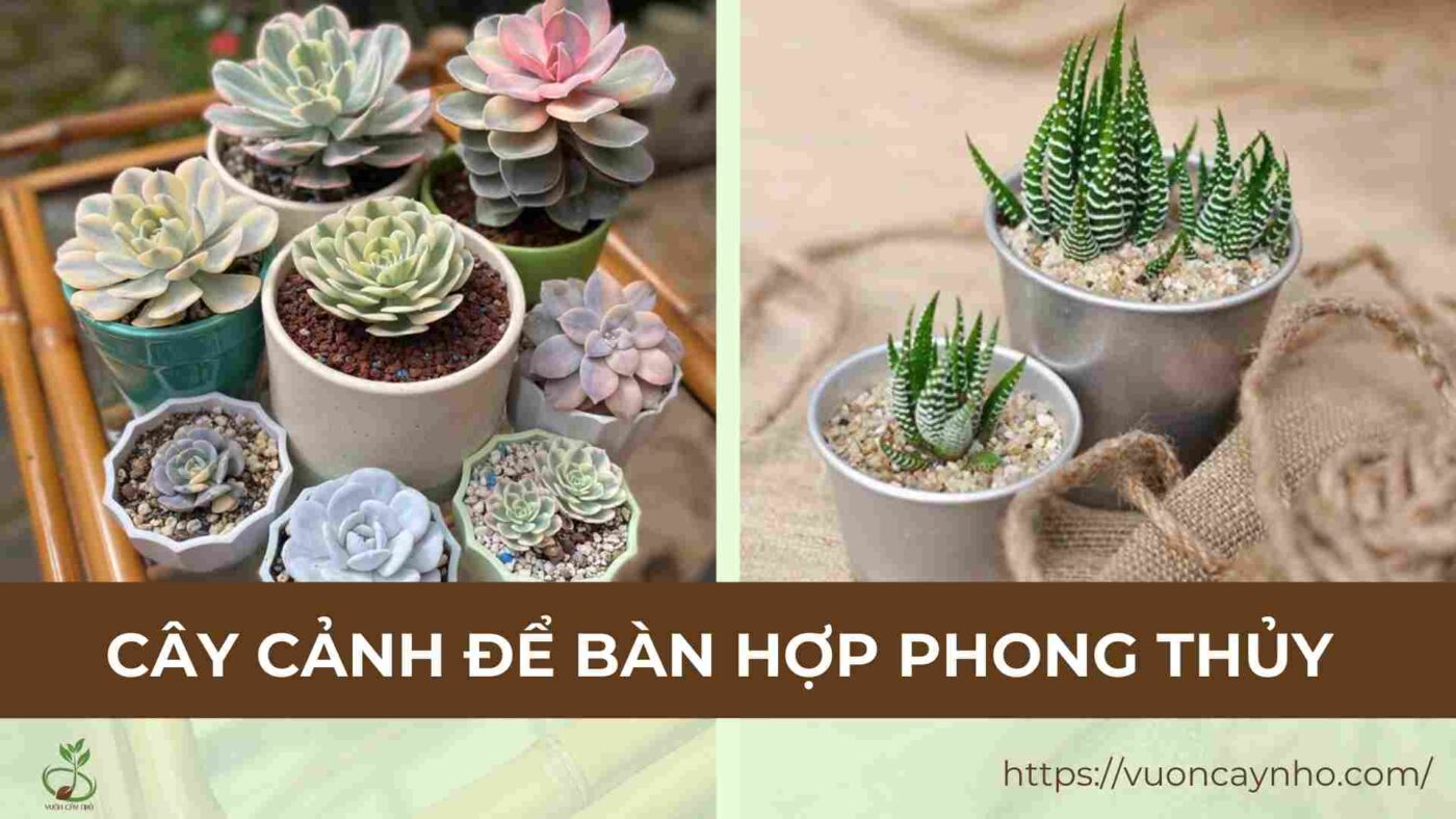 cay canh de ban hop phong thuy