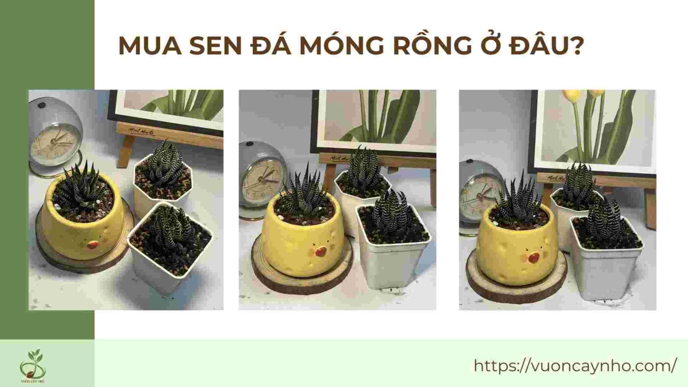 mua sen da mong rong o dau