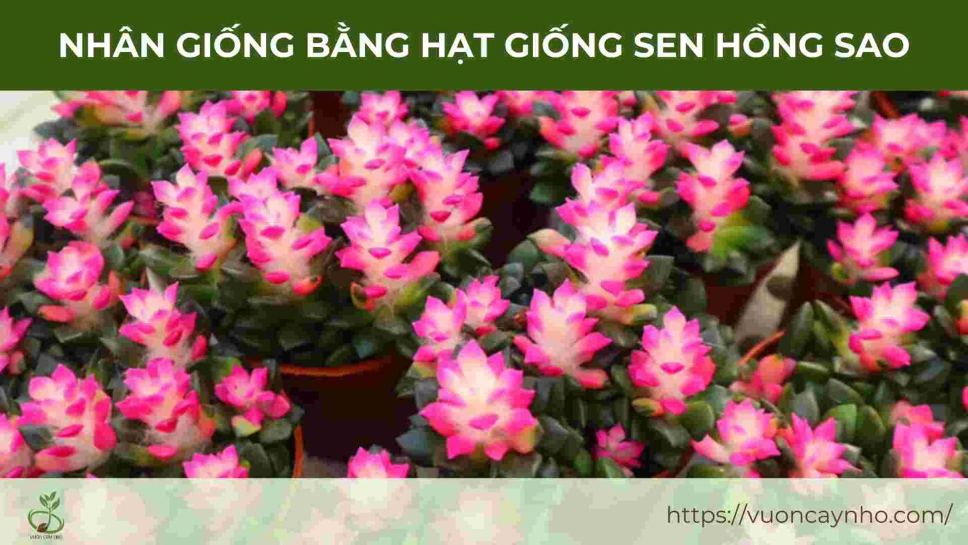 nhan giong bang hat giong sen hong sao