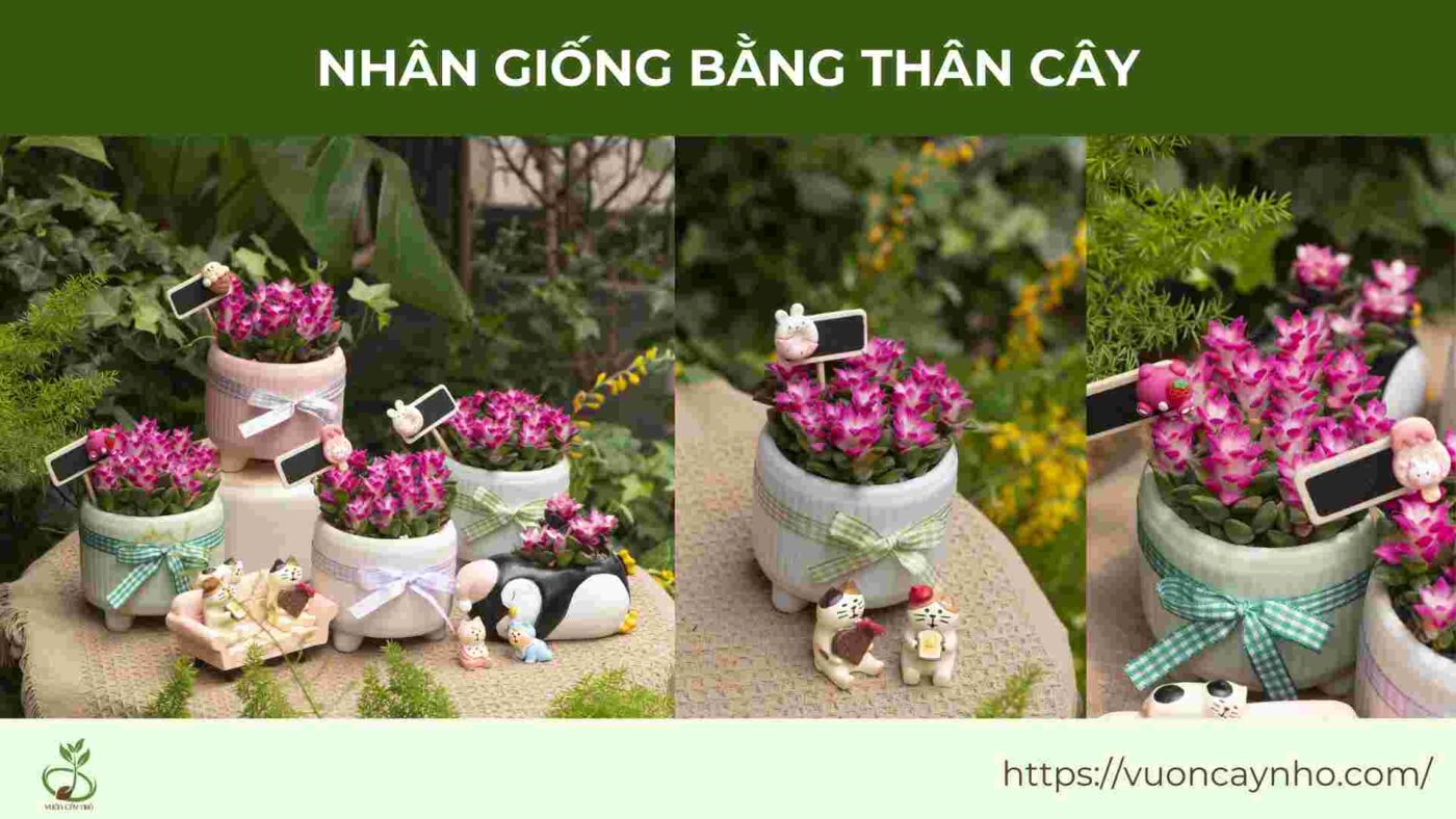 nhan giong bang than cay