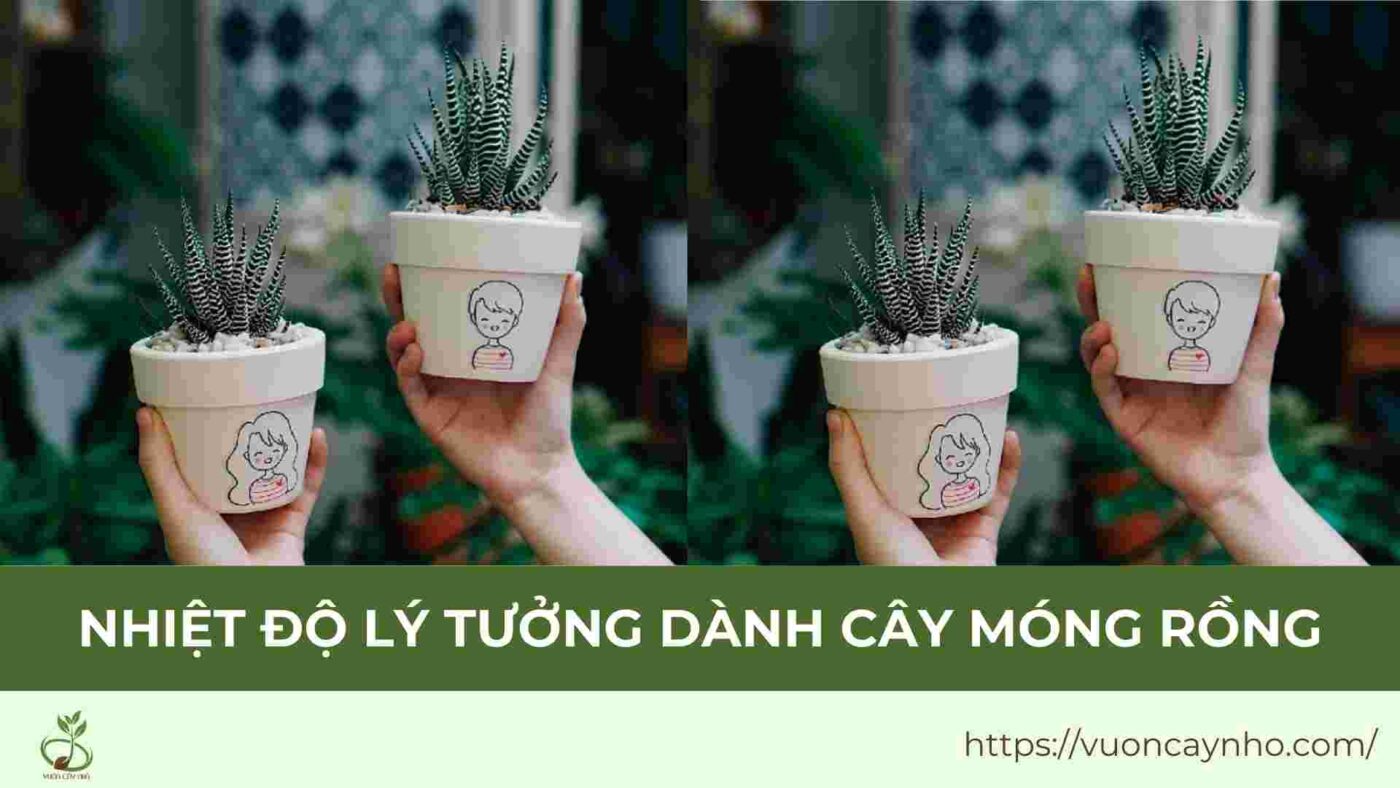 nhiet do ly tuong danh cho cay sen da mong rong