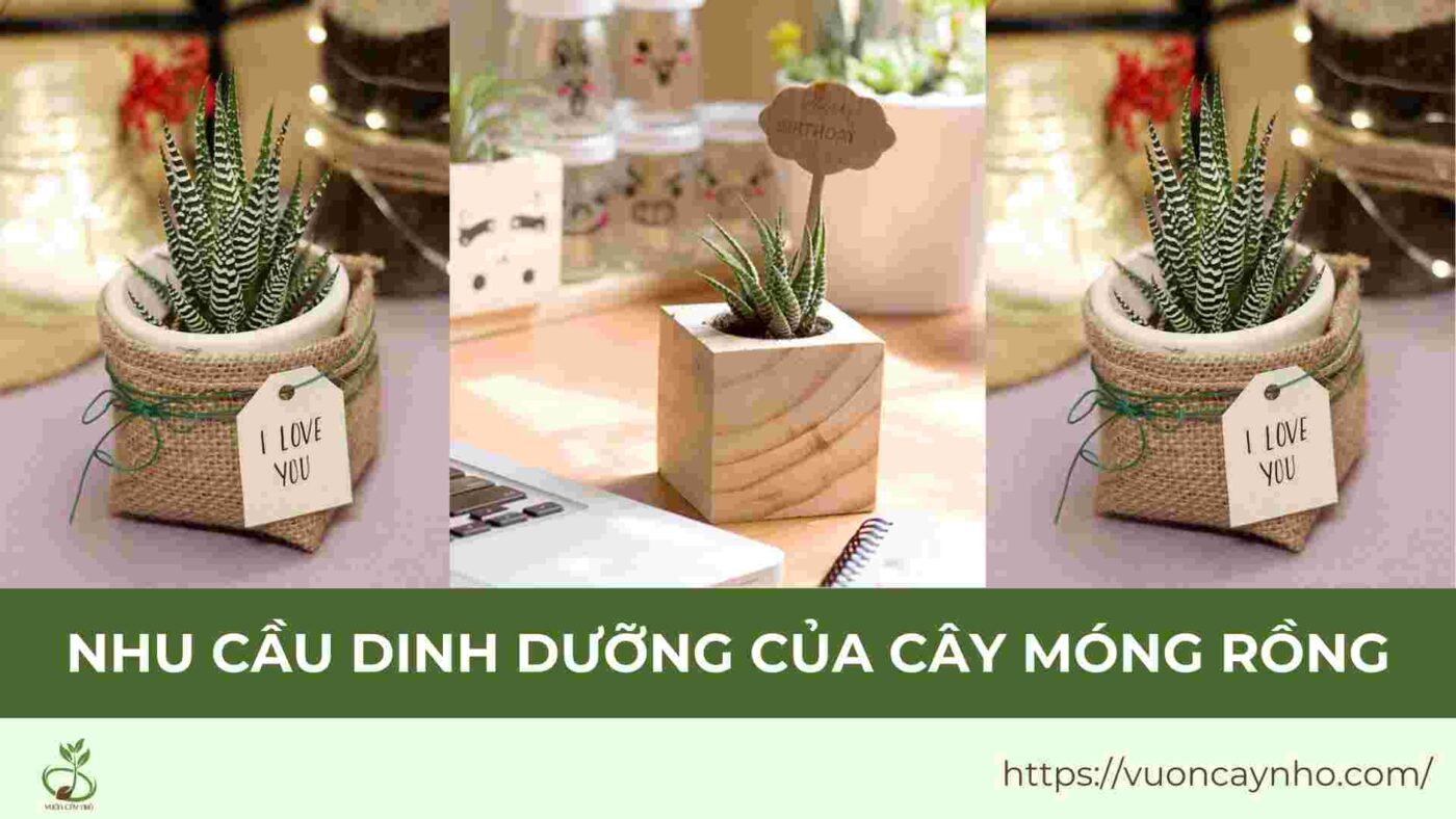 nhu cau dinh duong cua cay mong rong