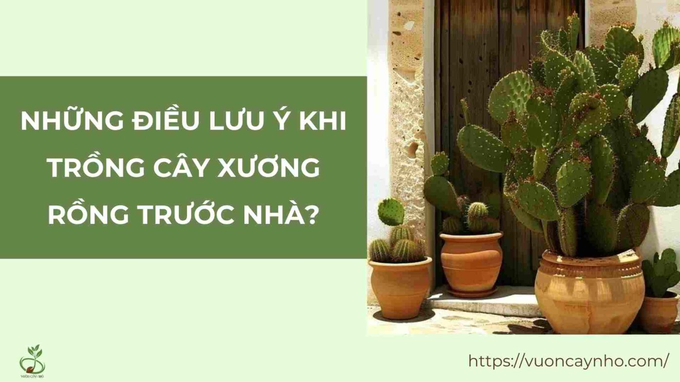 nhung dieu luu y khi trong cay xuong rong truoc nha