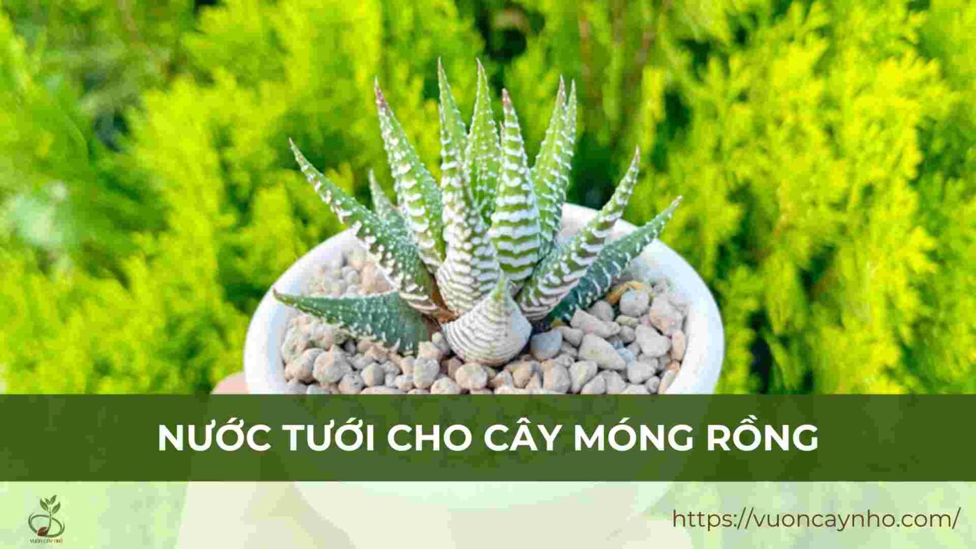 nuoc tuoi cho cay mong rong