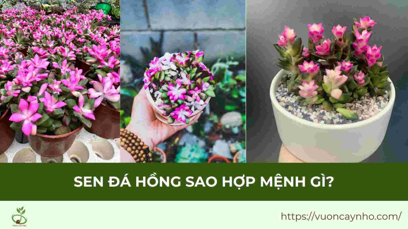 sen da hong sao hop menh gi