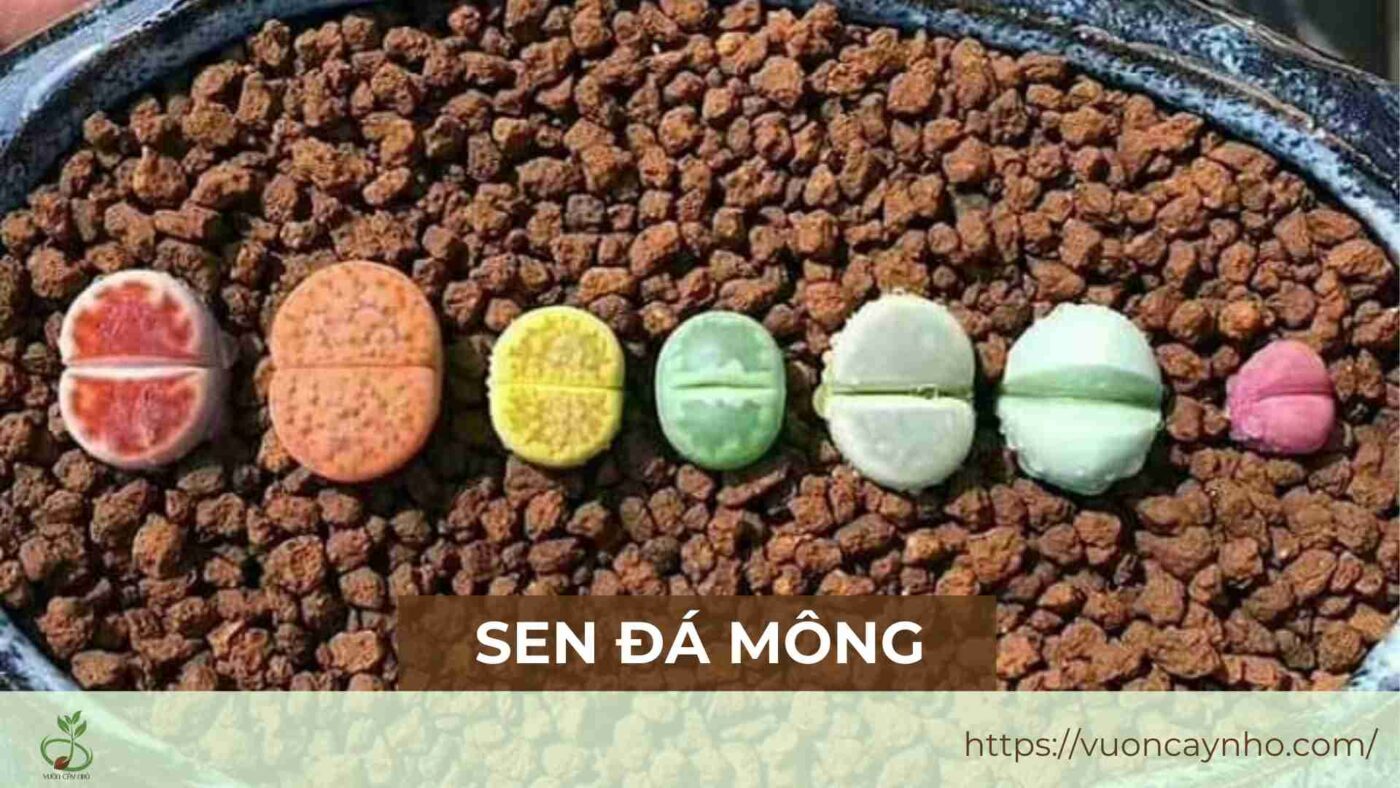 sen da mong