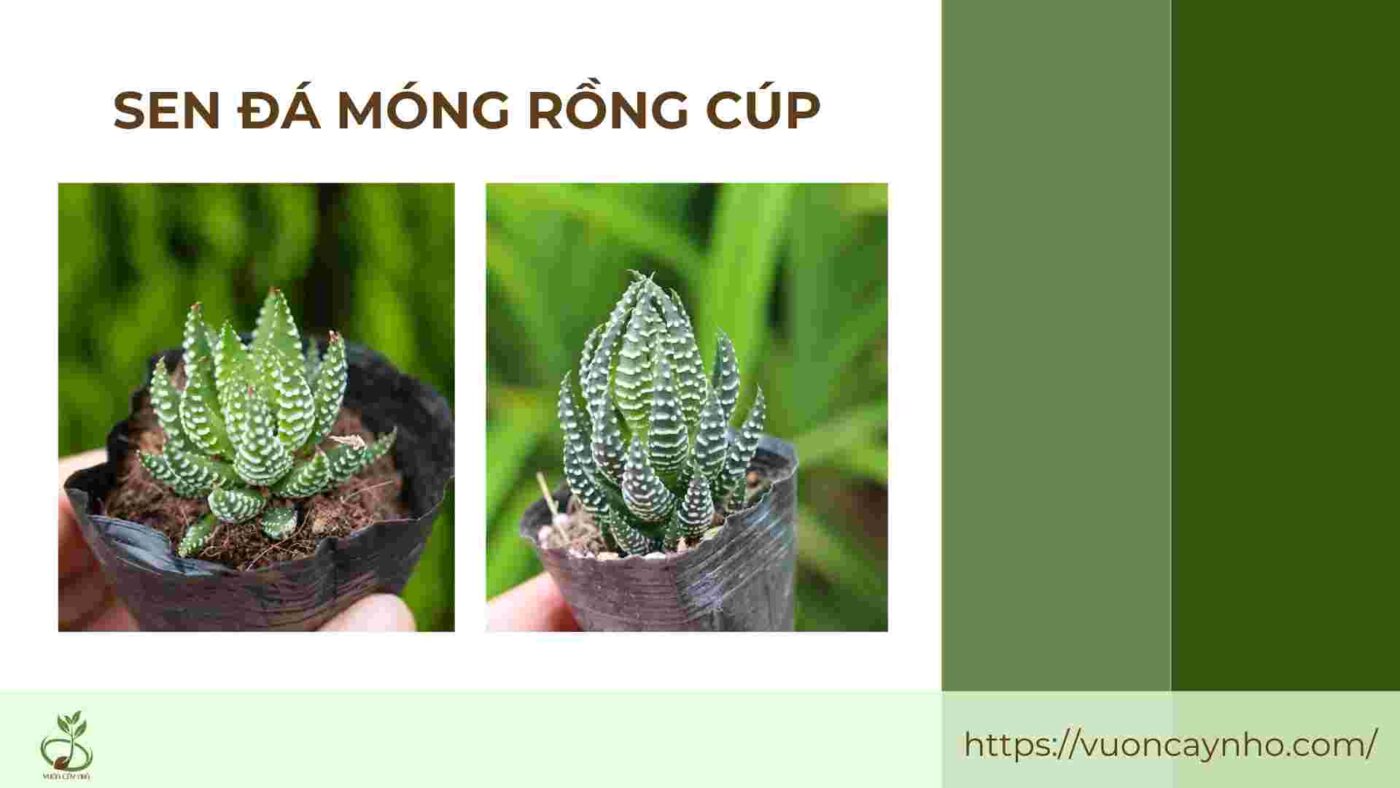 sen da mong rong cup