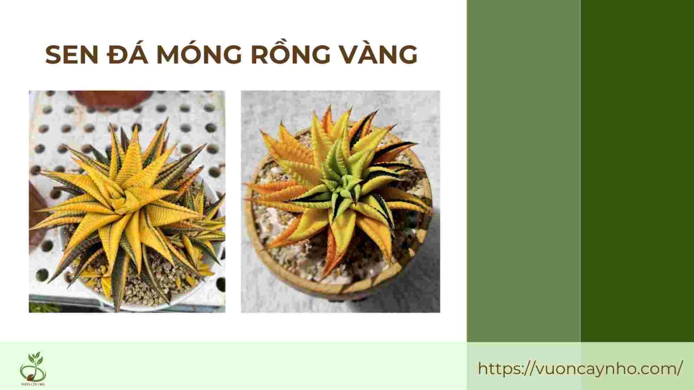 sen da mong rong vang