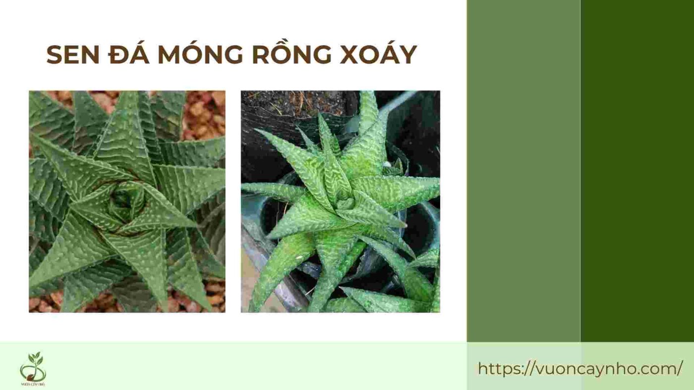 sen da mong rong xoay