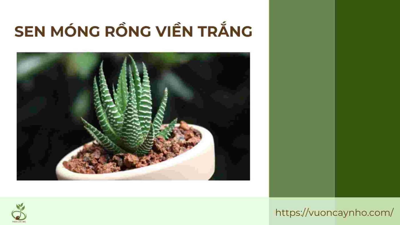 sen mong rong vien trang