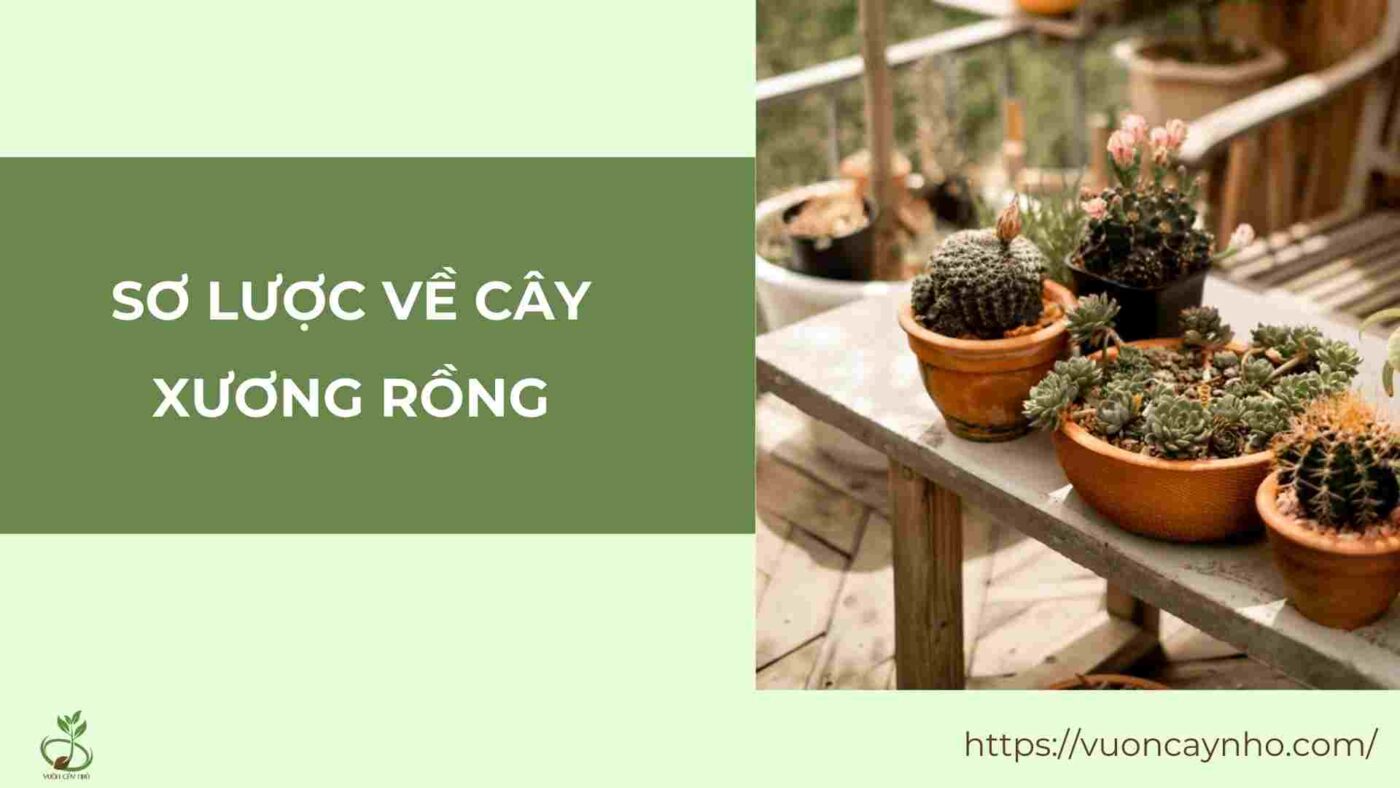 so luoc ve cay xuong rong