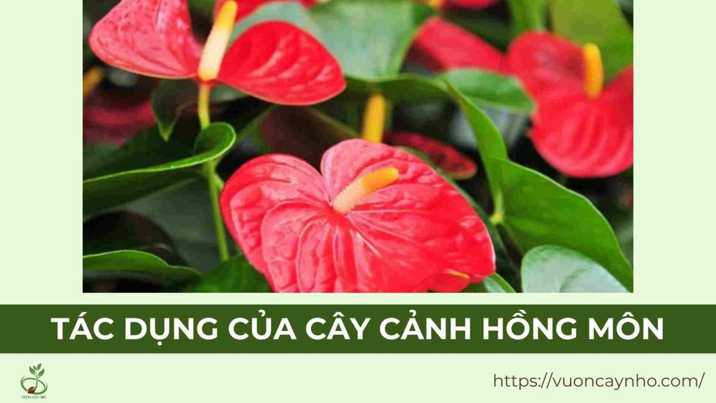 tac dung cua cay canh hong mon