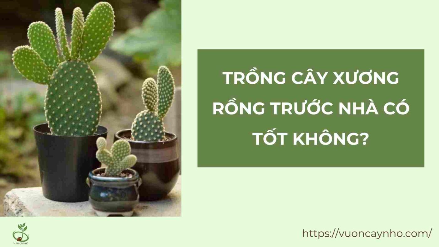 trong cay xuong rong truoc nha co tot khong