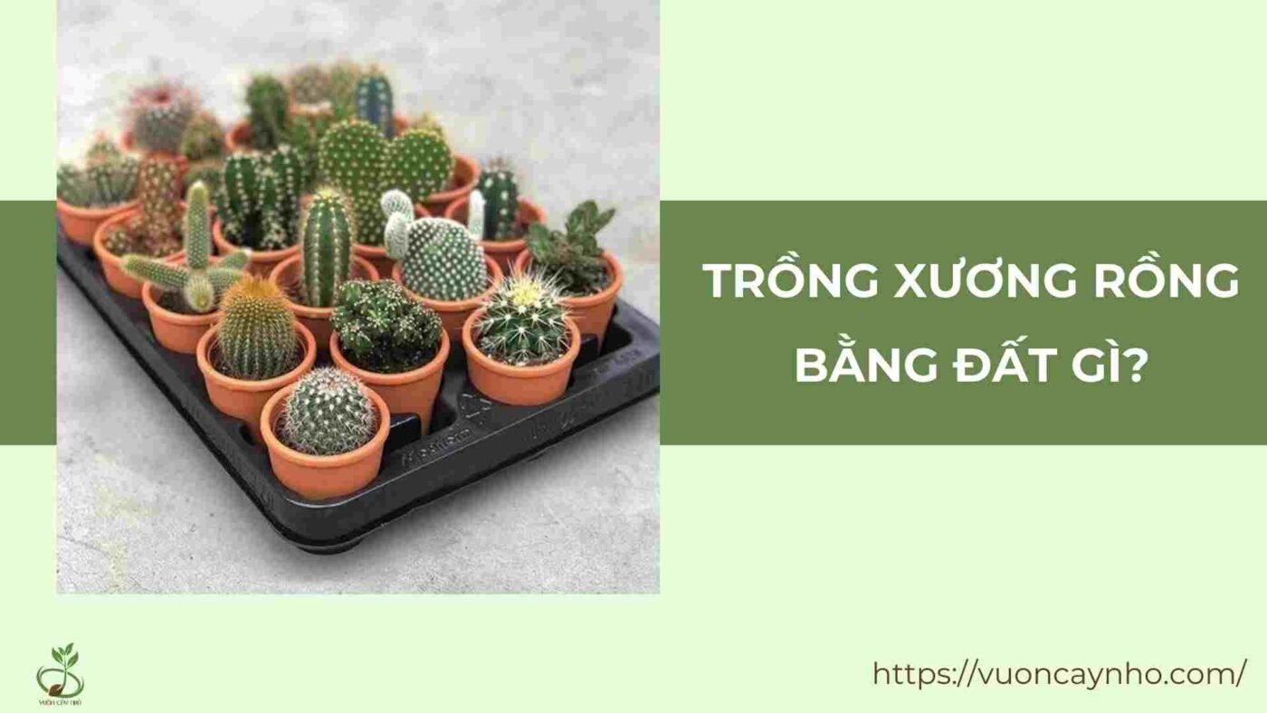 trong xuong rong bang dat gi