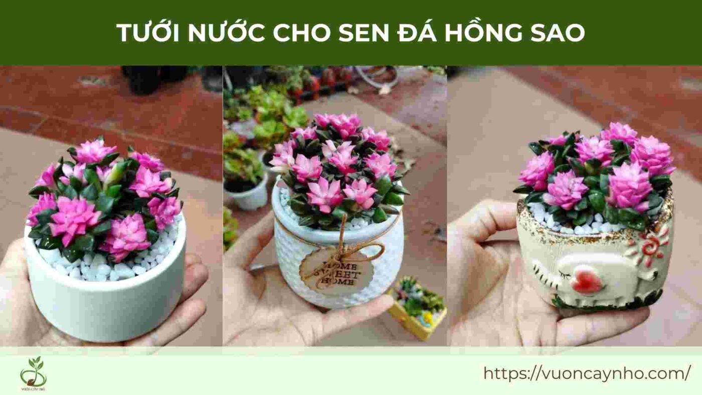 tuoi nuoc cho sen da hong sao