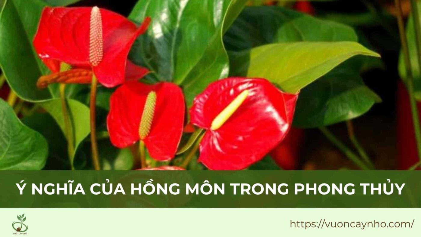 y nghia cua hong mon trong phong thuy