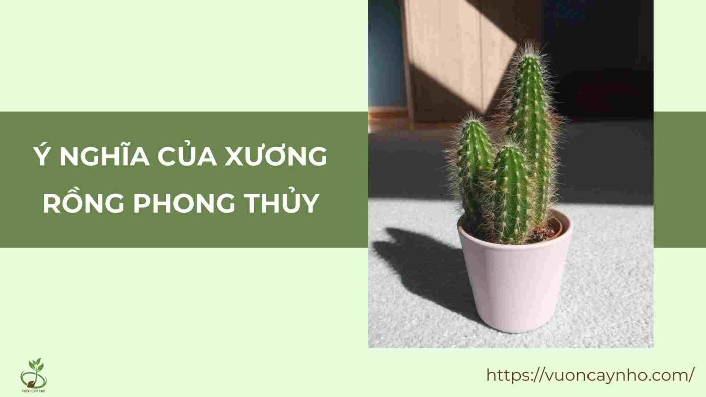 y nghia tac dung cua cay xuong rong trong phong thuy