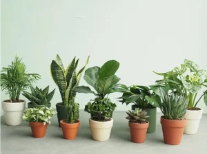 Cây Phong Thủy Cho Người Mệnh Thổ