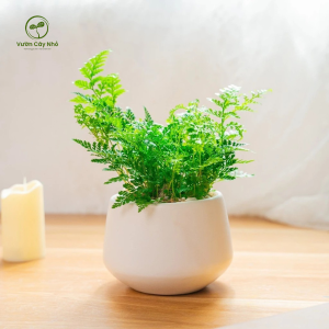 Chậu cây dương xỉ chân thỏ mini để trang trí bàn làm việc, cây trồng tiểu cảnh terrarium - Vườn Cây Nhỏ