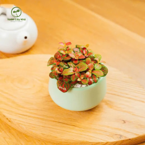 Chậu cây cẩm nhung gấm, cây may mắn để bàn làm việc - Vườn Cây Nhỏ