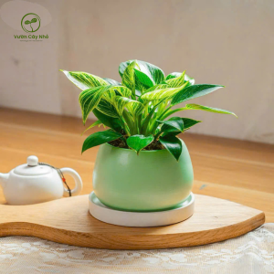 Chậu cây đế vương kim cương mạnh mẽ đầy khí chất, phong thủy để trang trí trong nhà - Vườn Cây Nhỏ