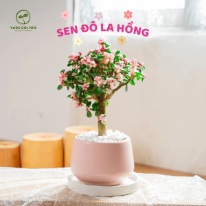 Chậu sen đá đô la hồng vẻ đẹp mộc mạc mang may mắn, cây trang trí để bàn trong nhà - Vườn Cây Nhỏ